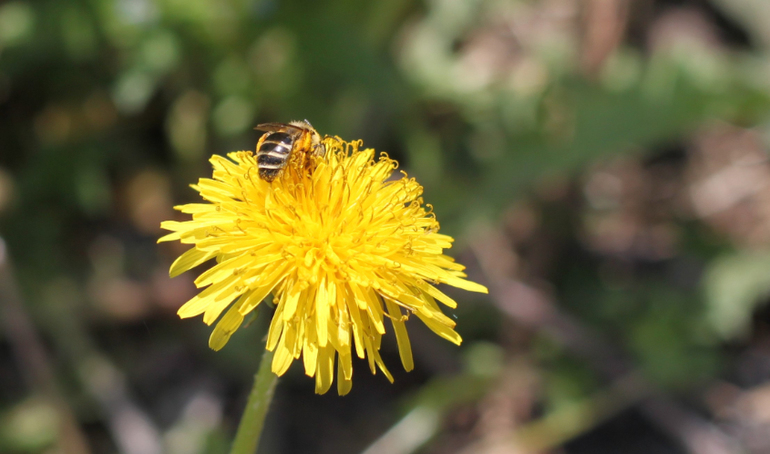 Насекомушки