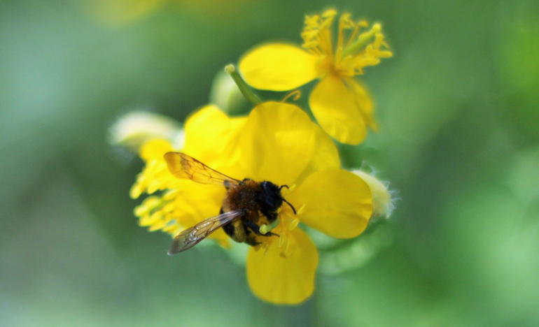 Насекомушки
