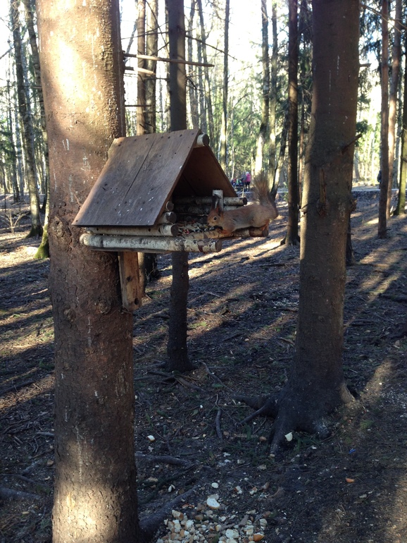 Белочки в нашем лесу)))