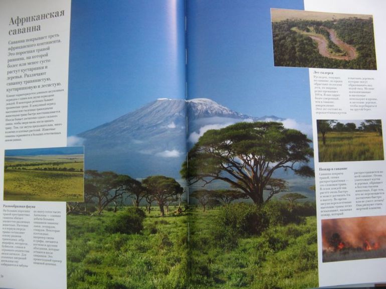 Большая книга о лесах и деревьях