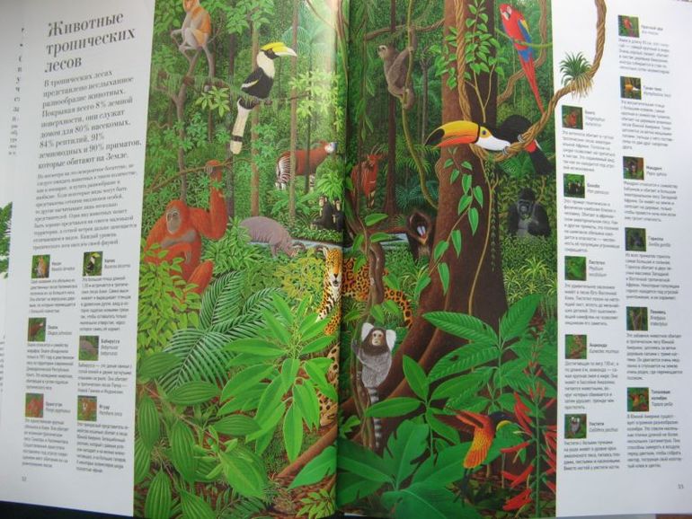 Большая книга о лесах и деревьях