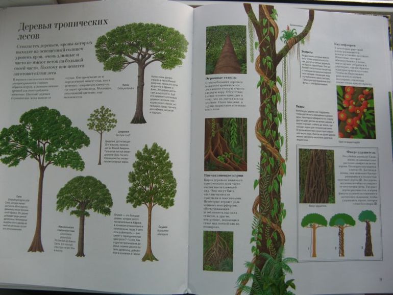 Большая книга о лесах и деревьях