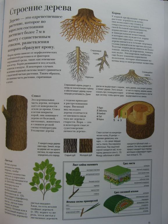Большая книга о лесах и деревьях