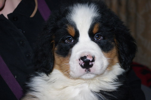 Продается щенок Бернского Зенненхунда!