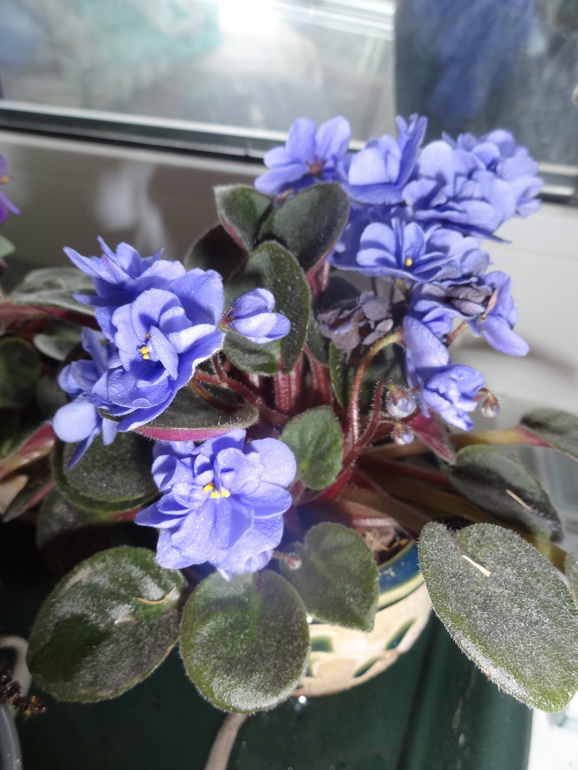 Это трейлер?