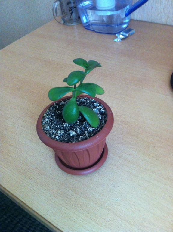 денежное дерево