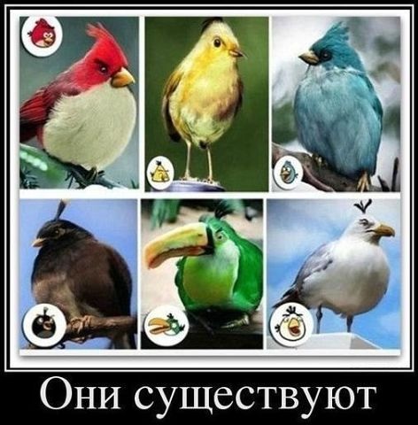Злые птицы
