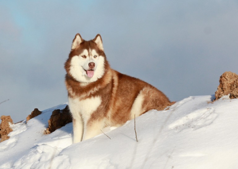 Счастье в малом