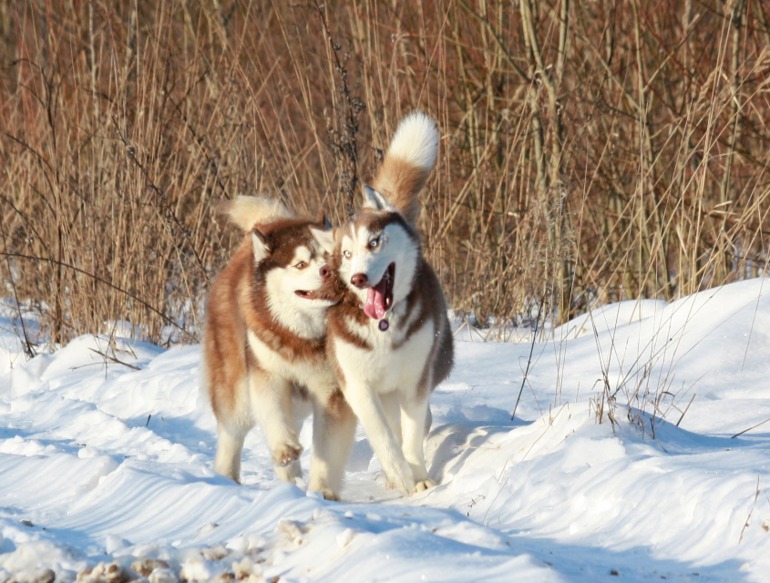 Счастье в малом