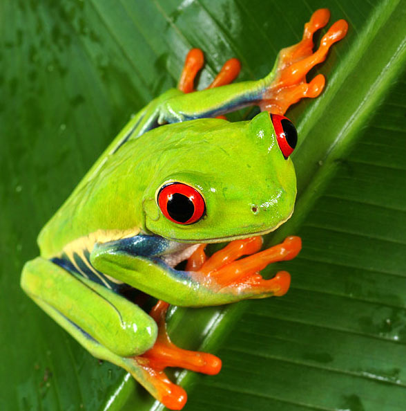 Аиста не видели? ))))