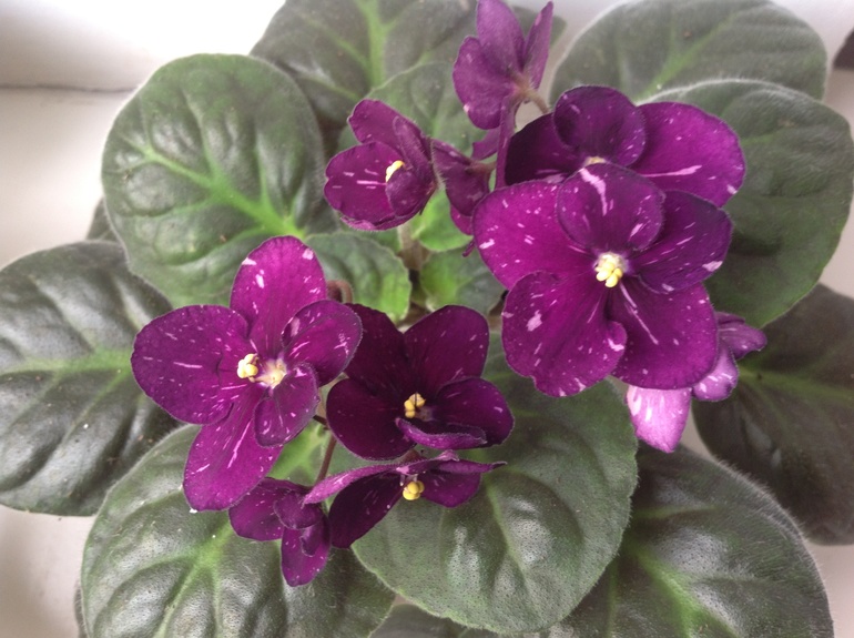 Розмари и другие)