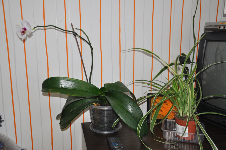 Мой сад-огород