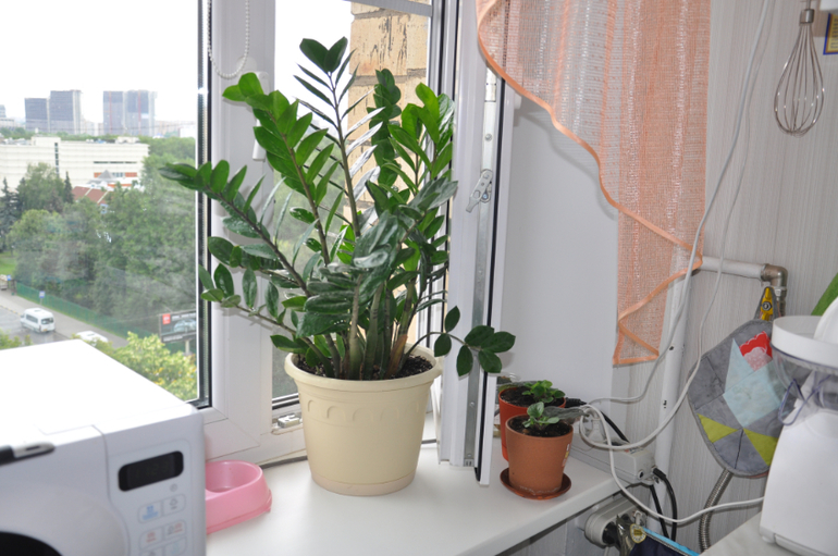 Мой сад-огород