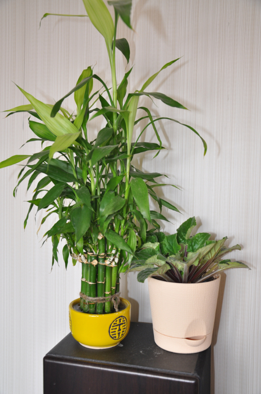 Мой сад-огород