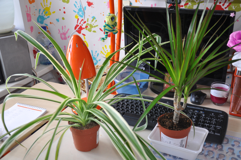 Мой сад-огород