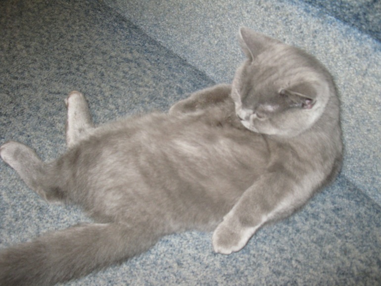 Как спит мой Прончик-пончик))))