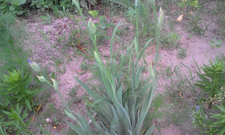 май 2014, мои овощи-цветочки