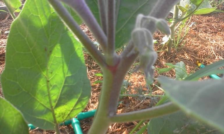 май 2014, мои овощи-цветочки