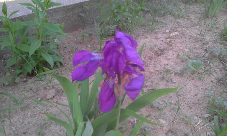 май 2014, мои овощи-цветочки