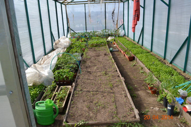 посадила первые помидорки