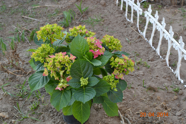 посадила первые помидорки