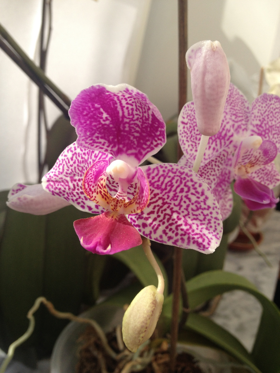 Мои красотки!