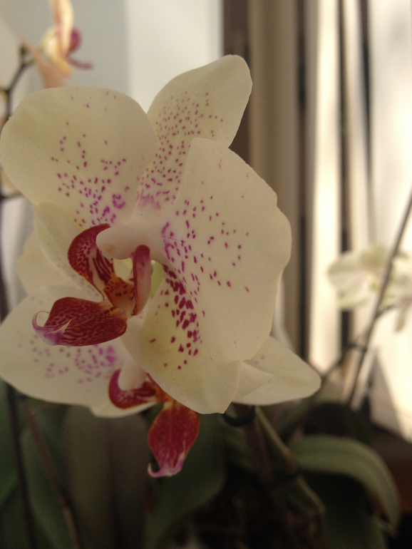 Мои красотки!