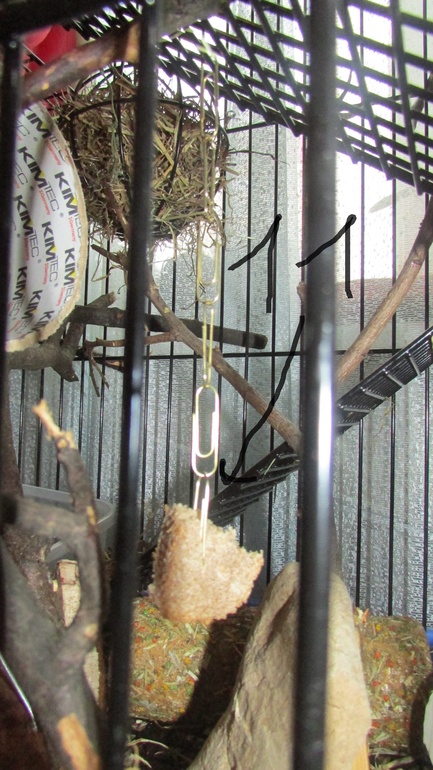 Белка ТИРЛЕ! Знакомьтесь!!!