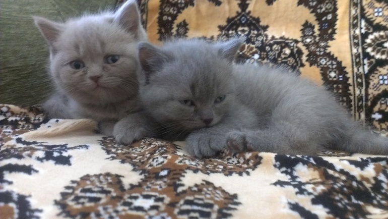 Британские котята не дорого!