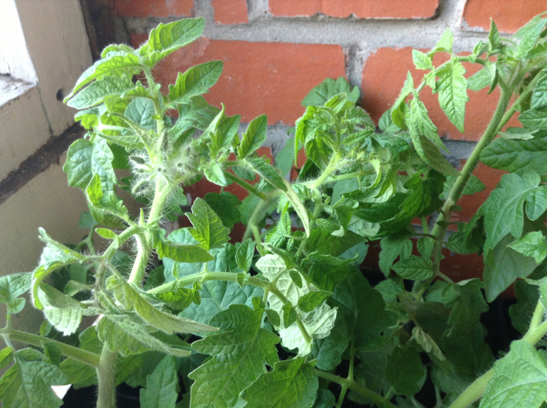 Мой огород подрос...