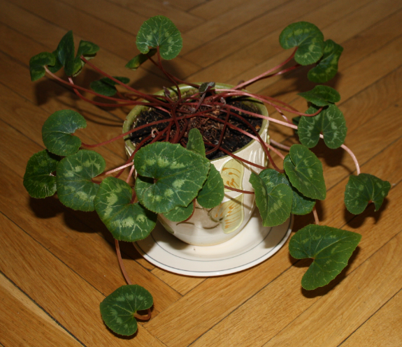 продаю комнатные цветы