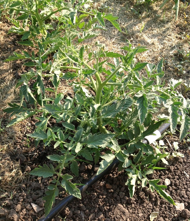 Помидоры  только начали цвести)