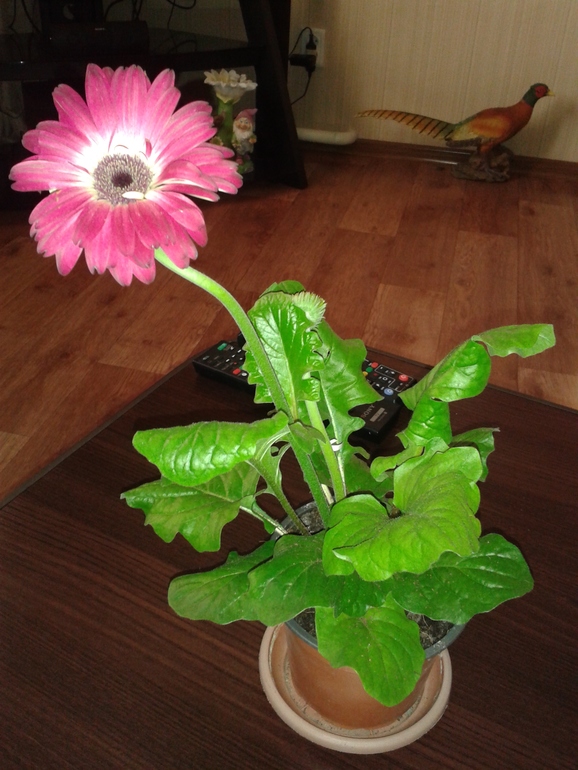 Нужно ли менять землю после магазина?