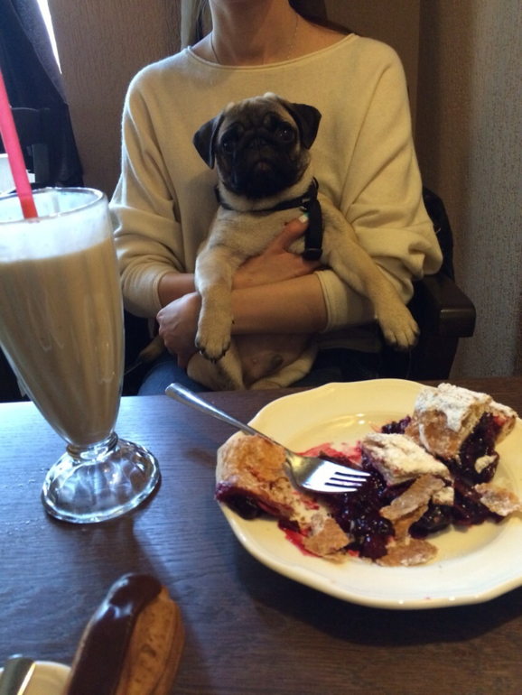 Муж подарил мне маленькое счастье на 8 марта)))