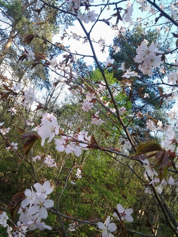 А в Ботаническом саду сакура цветет...