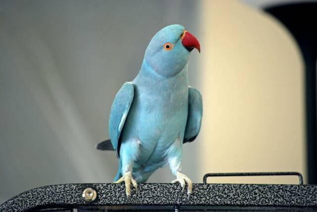 ожереловый попугай окрас голубой