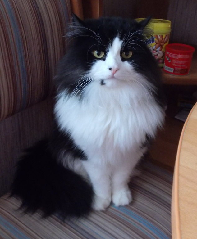 Наш любимый котЭ))