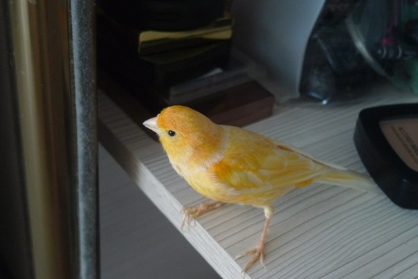 Наша канарейка