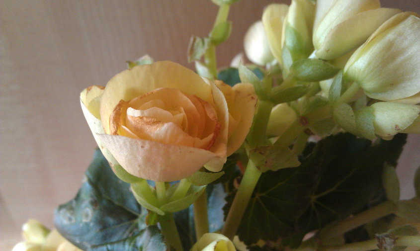 что с бегонией?