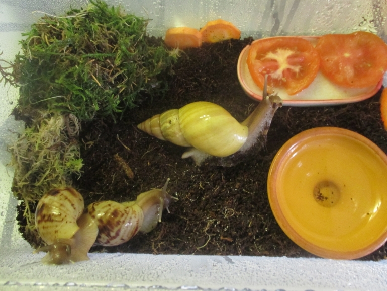 мои любименькие улиточки)