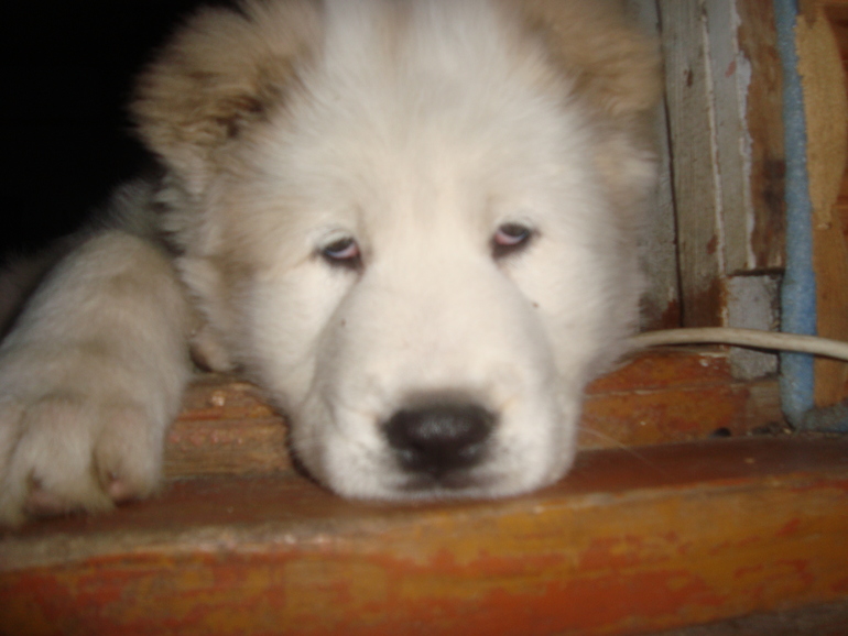 Эркана Шир Бузайна