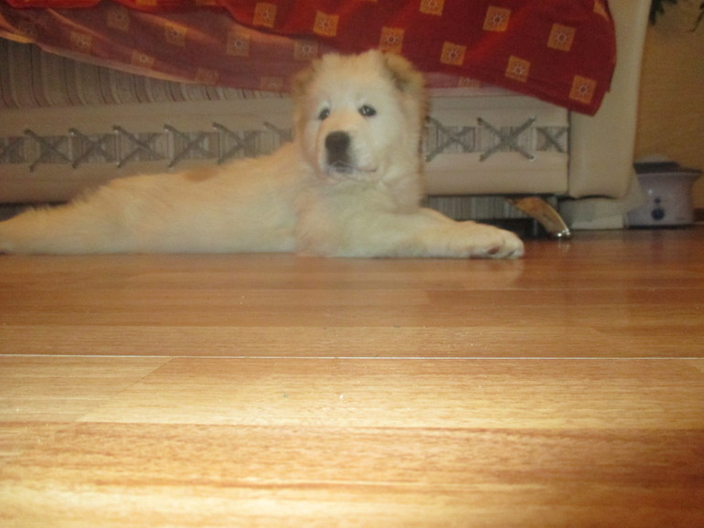 Эркана Шир Бузайна