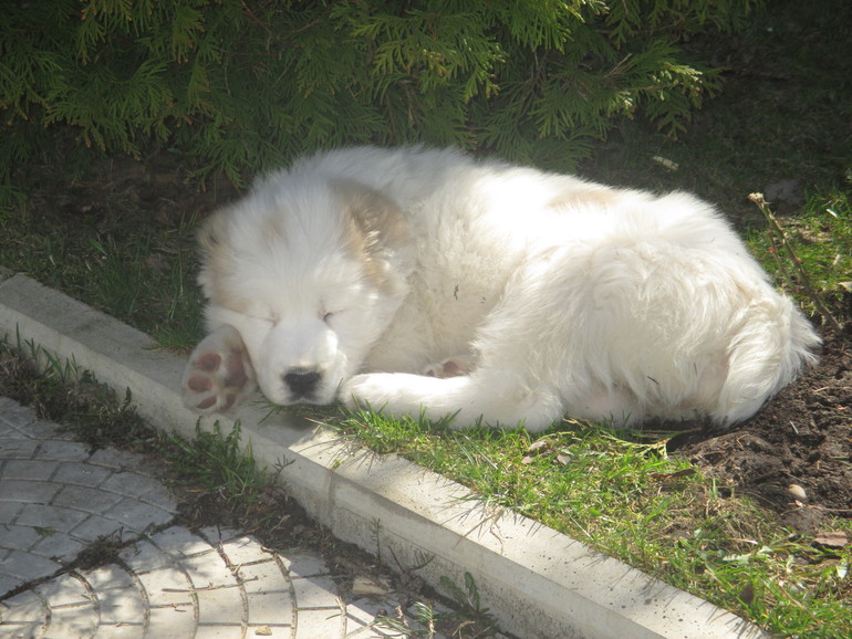 Эркана Шир Бузайна