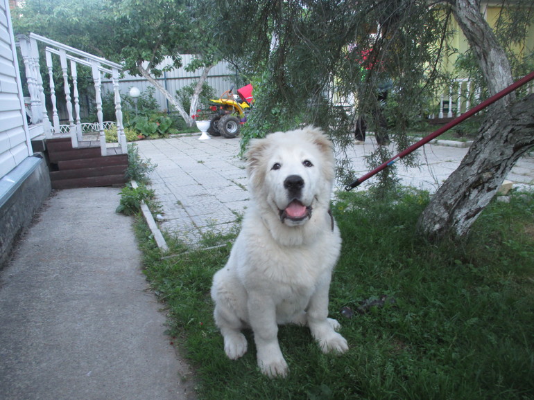Эркана Шир Бузайна  Туркменский волкодав