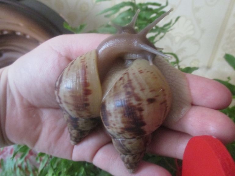 мои любименькие улиточки)