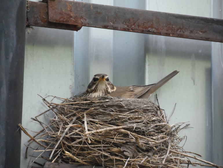 3 месяца Ирише