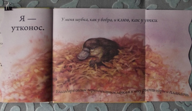 Кто спрятался? Иллюстрации Гая Троутона.