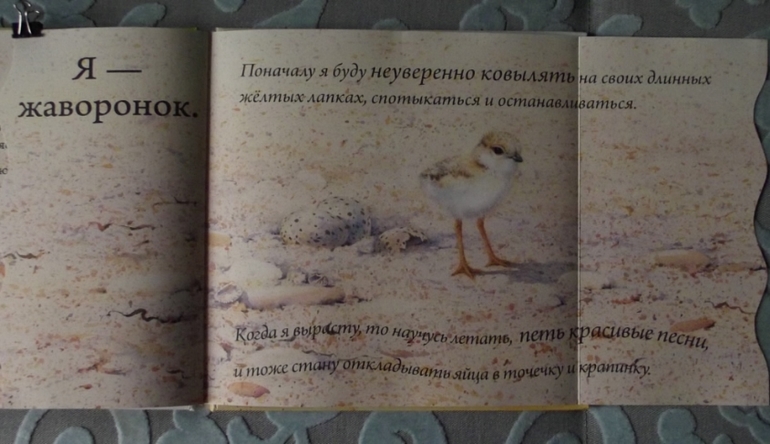 Кто спрятался? Иллюстрации Гая Троутона.