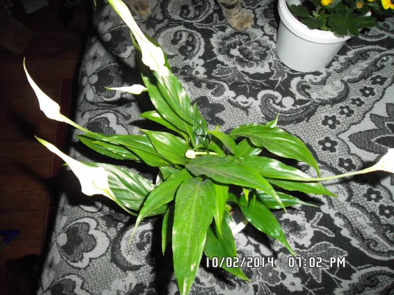 Новое приобретение