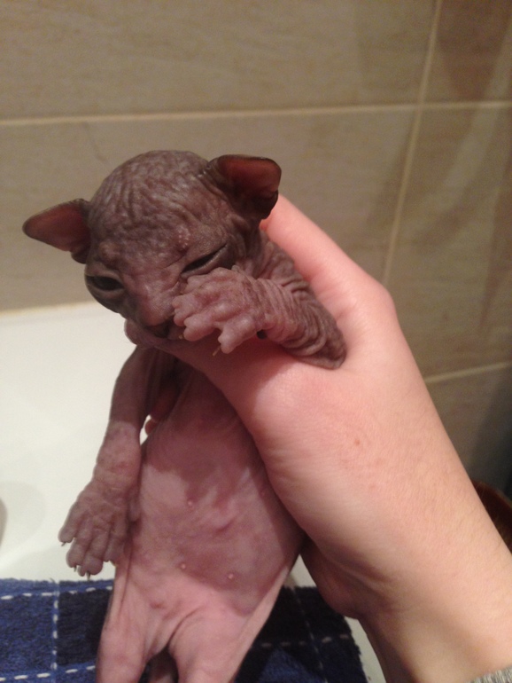 Донской сфинкс,Феня